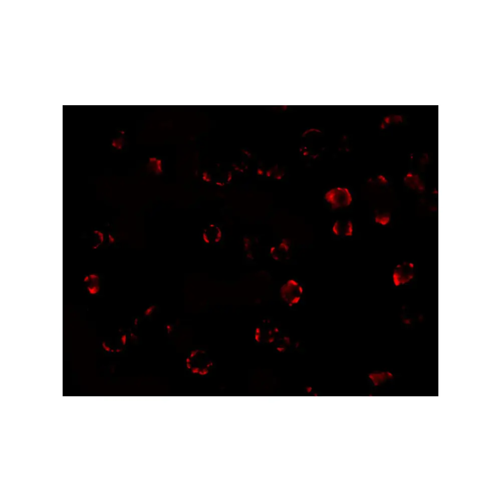 ProSci 5141 MATN3 Antibody, ProSci, 0.1 mg/Unit Tertiary Image