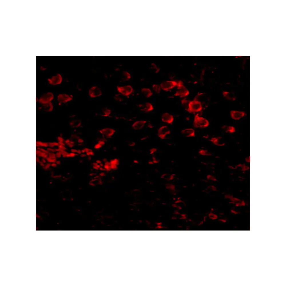 ProSci 5115 MATN4 Antibody, ProSci, 0.1 mg/Unit Tertiary Image