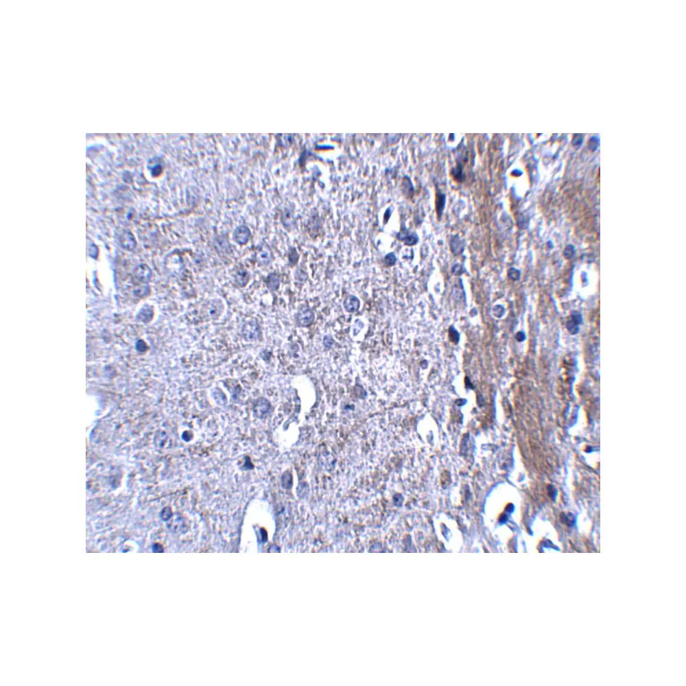 ProSci 5115 MATN4 Antibody, ProSci, 0.1 mg/Unit Secondary Image