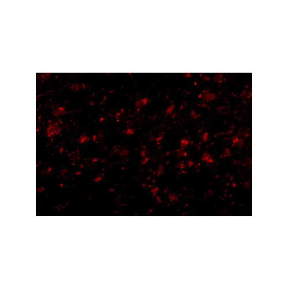 ProSci 5199_S MC4R Antibody, ProSci, 0.02 mg/Unit Tertiary Image