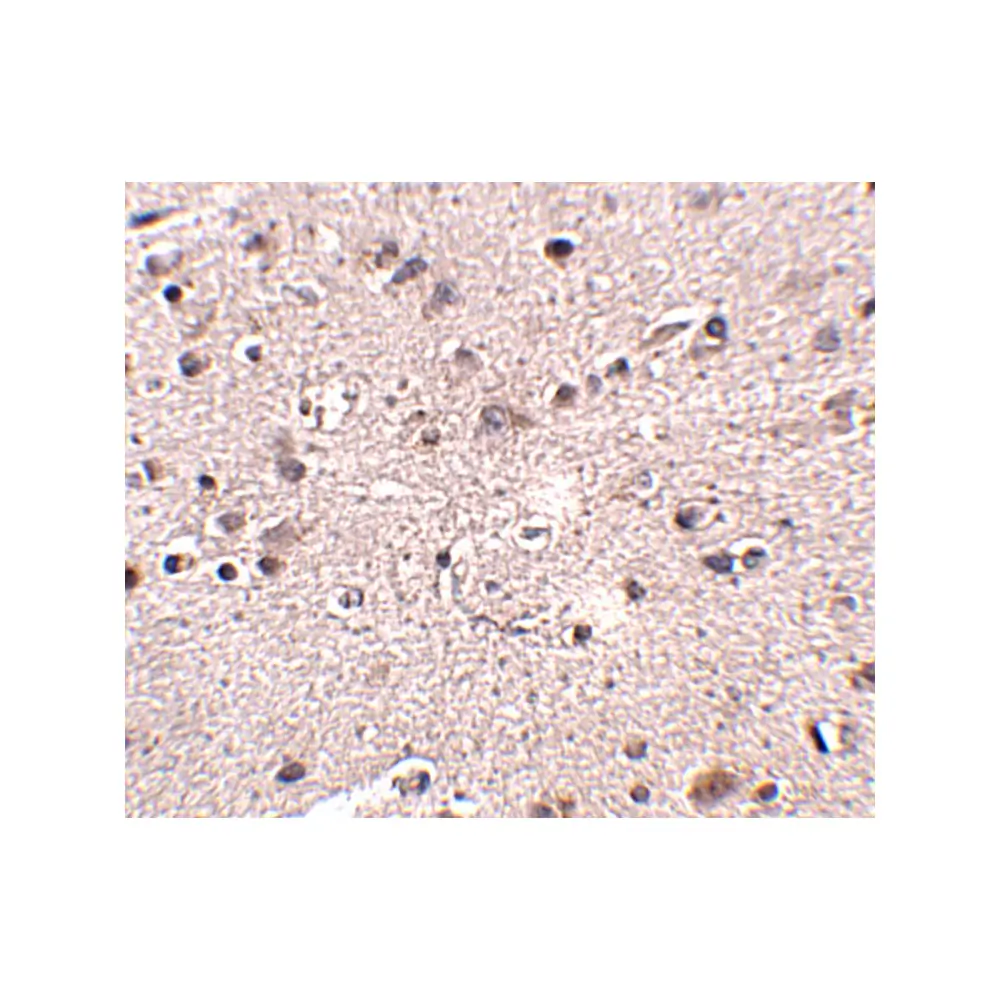 ProSci 5199_S MC4R Antibody, ProSci, 0.02 mg/Unit Secondary Image