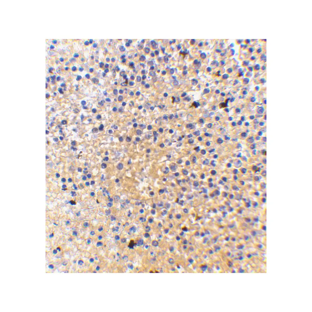 ProSci 3851_S MD-1 Antibody, ProSci, 0.02 mg/Unit Secondary Image