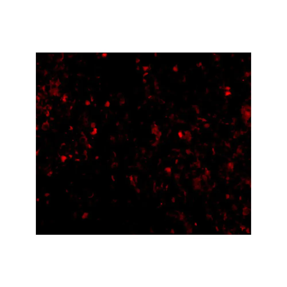 ProSci PM-4845 MD-2 Antibody [9F1B1] , ProSci, 0.1 mg/Unit Tertiary Image