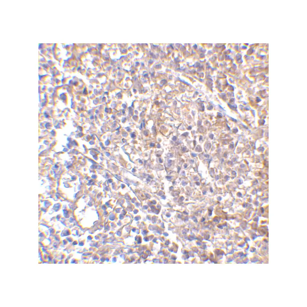 ProSci PM-4845_S MD-2 Antibody [9F1B1] , ProSci, 0.02 mg/Unit Secondary Image