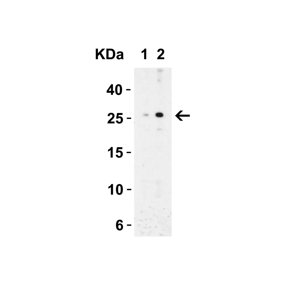 ProSci 3289 MD-2 Antibody, ProSci, 0.1 mg/Unit Tertiary Image