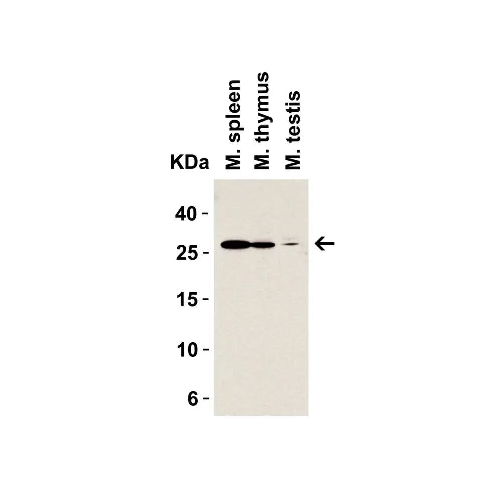 ProSci 3289_S MD-2 Antibody, ProSci, 0.02 mg/Unit Quaternary Image