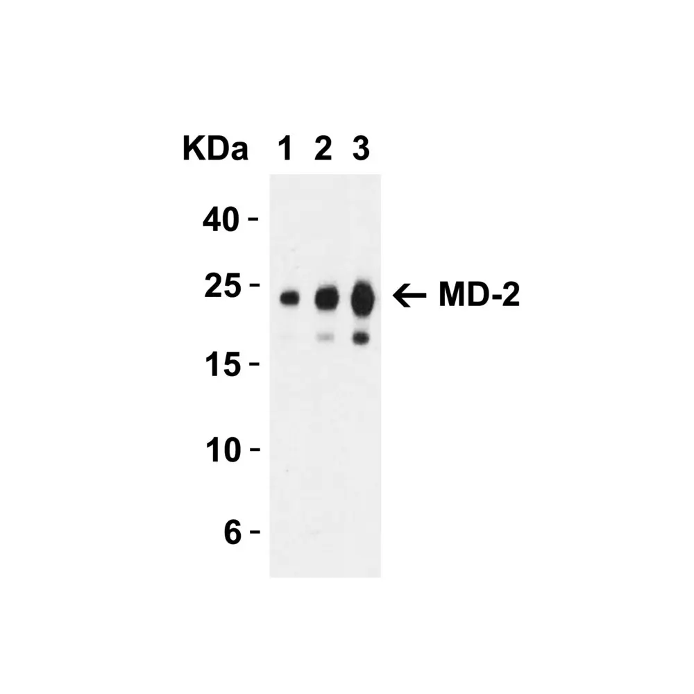 ProSci 3289 MD-2 Antibody, ProSci, 0.1 mg/Unit Primary Image