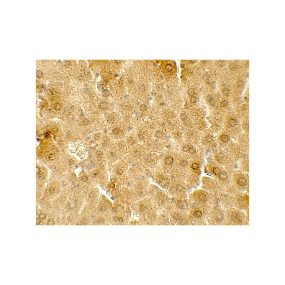 ProSci 7721_S ME1 Antibody, ProSci, 0.02 mg/Unit Secondary Image