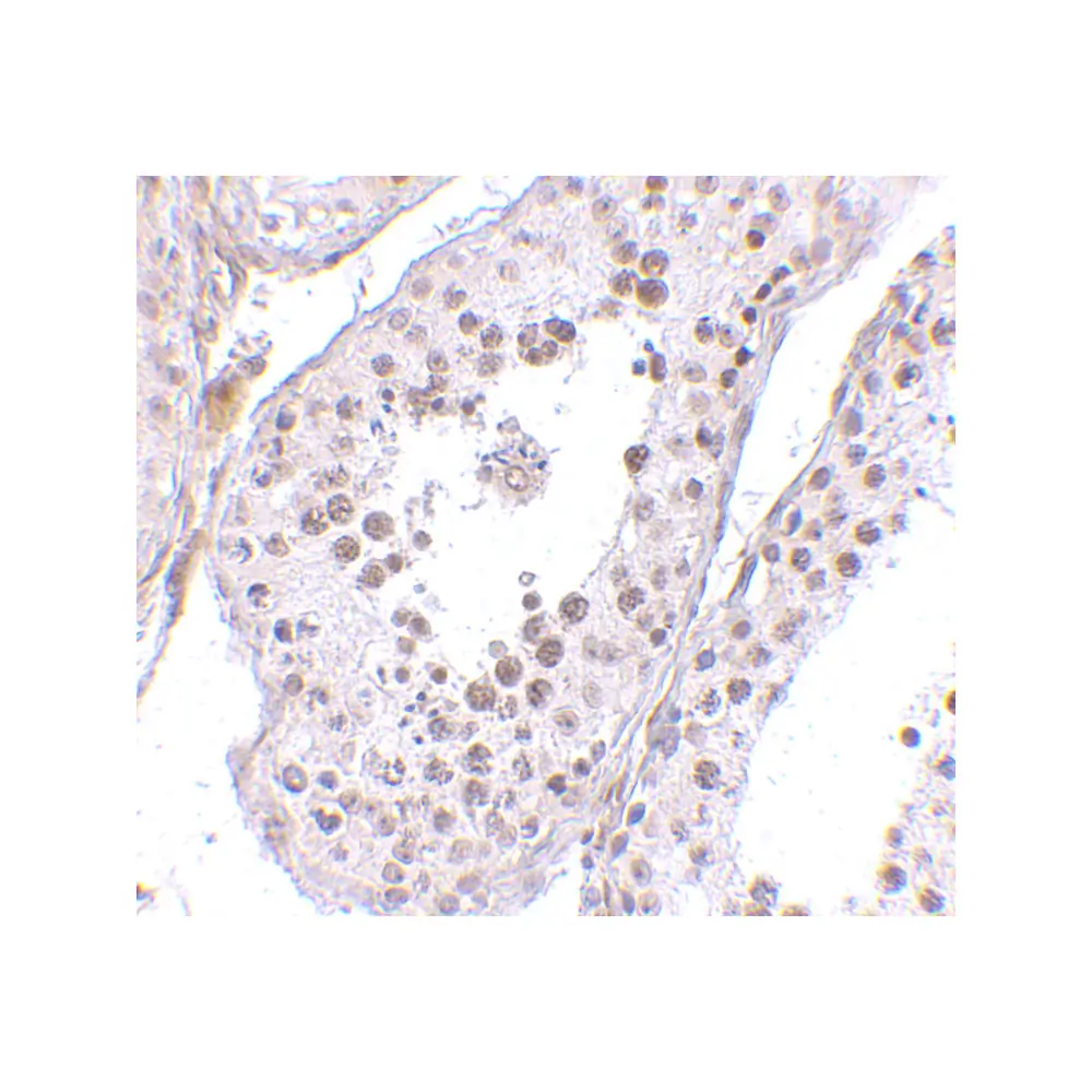 ProSci 4729 MED4 Antibody, ProSci, 0.1 mg/Unit Secondary Image