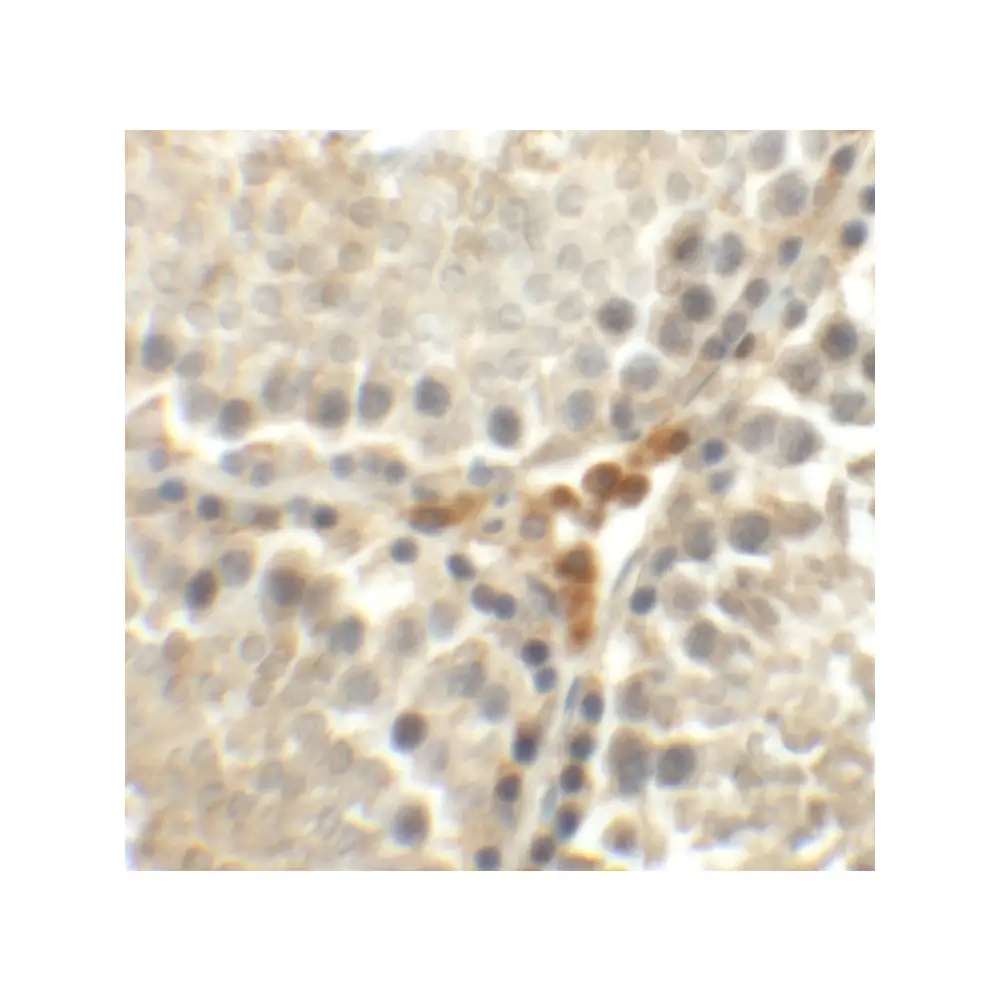 ProSci 6381_S MEIG1 Antibody, ProSci, 0.02 mg/Unit Secondary Image