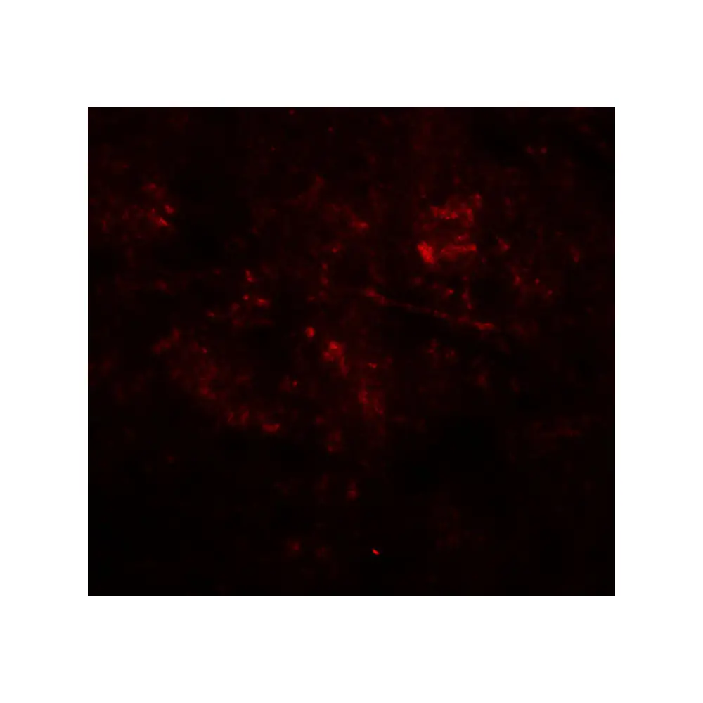 ProSci 8207 MEK1/2 Antibody, ProSci, 0.1 mg/Unit Tertiary Image