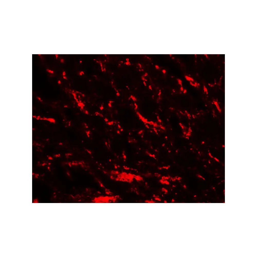 ProSci 7863_S MFN2 Antibody, ProSci, 0.02 mg/Unit Tertiary Image