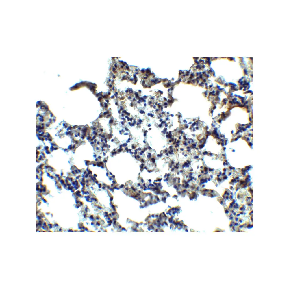 ProSci 6025 MFSD2A Antibody, ProSci, 0.1 mg/Unit Secondary Image