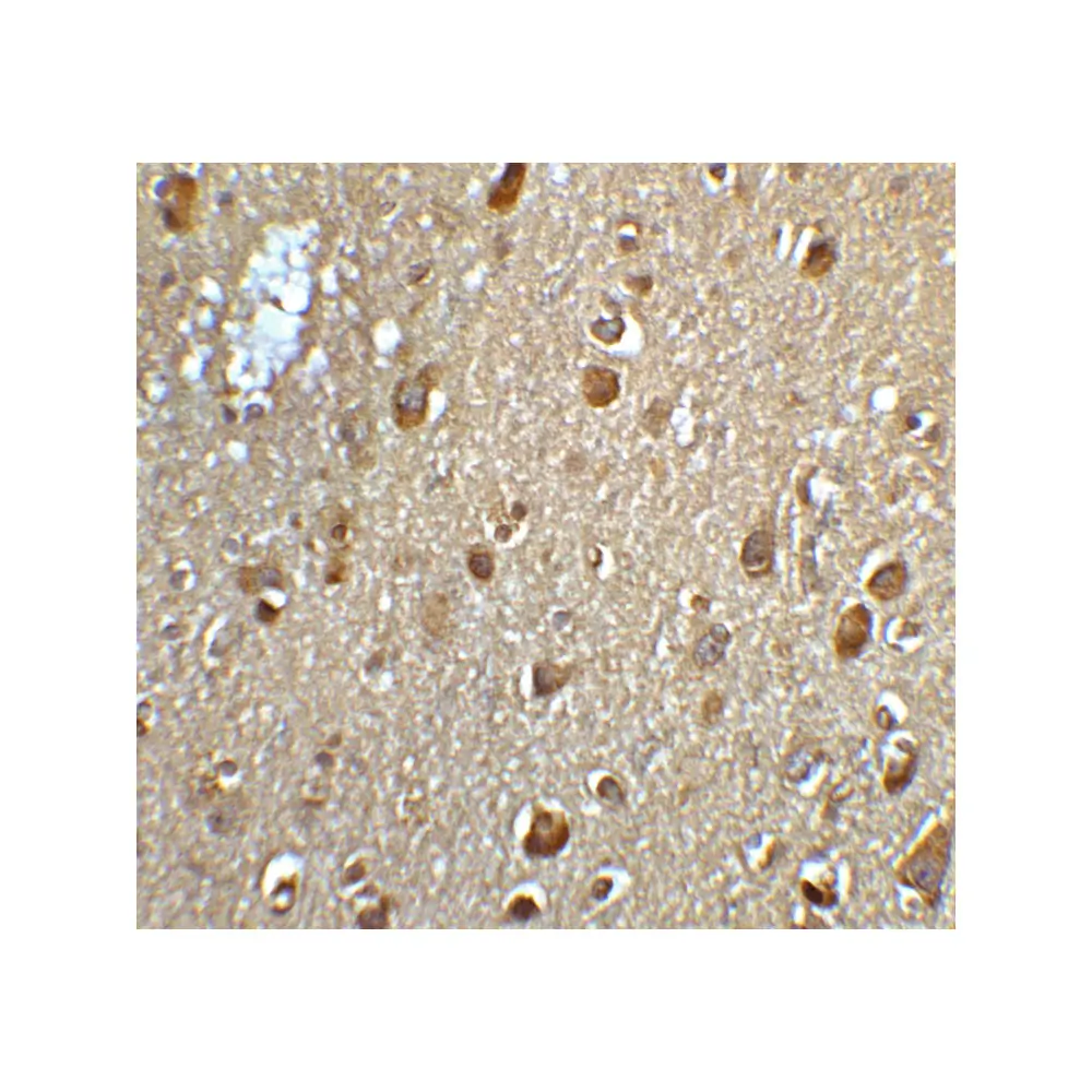 ProSci 6025 MFSD2A Antibody, ProSci, 0.1 mg/Unit Senary Image