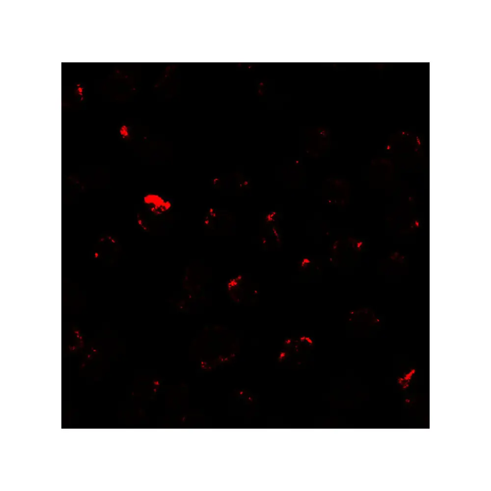 ProSci 7781 MIB1 Antibody, ProSci, 0.1 mg/Unit Tertiary Image