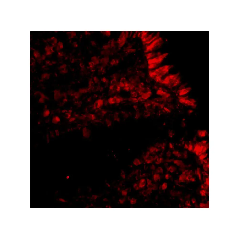 ProSci 4261_S MICA Antibody, ProSci, 0.02 mg/Unit Tertiary Image