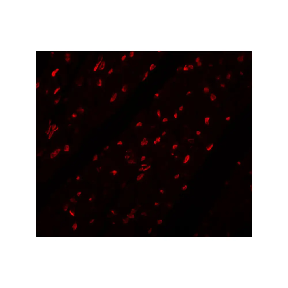 ProSci 5617 MINA Antibody, ProSci, 0.1 mg/Unit Tertiary Image