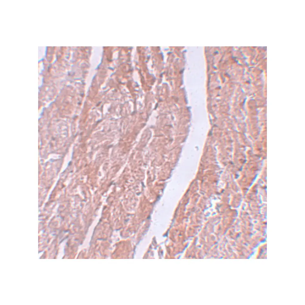 ProSci 5617 MINA Antibody, ProSci, 0.1 mg/Unit Secondary Image