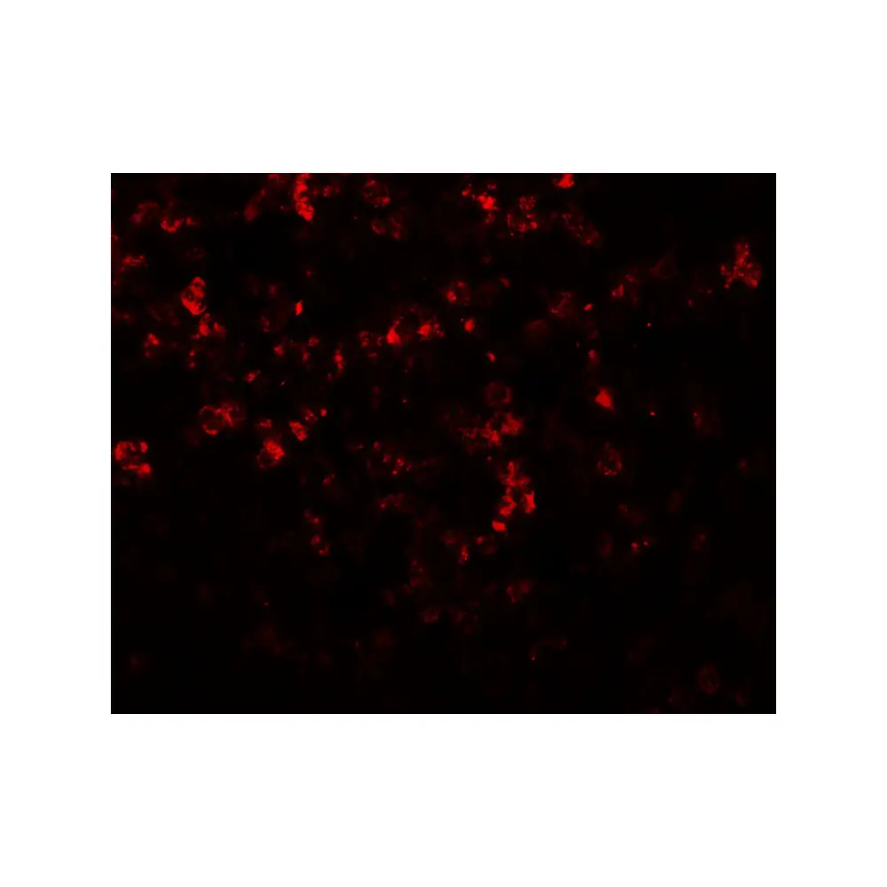 ProSci 8145_S MKRN3 Antibody, ProSci, 0.02 mg/Unit Secondary Image