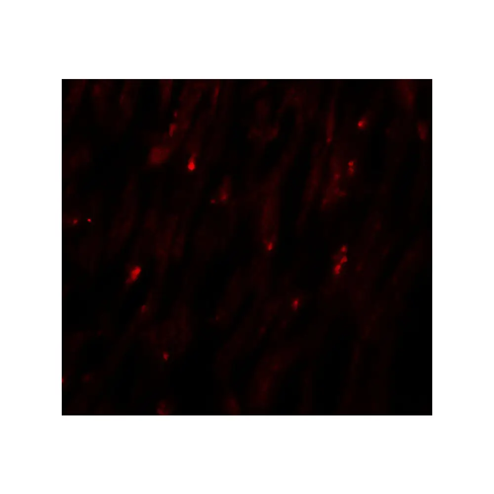 ProSci 6719 MLIP Antibody, ProSci, 0.1 mg/Unit Tertiary Image
