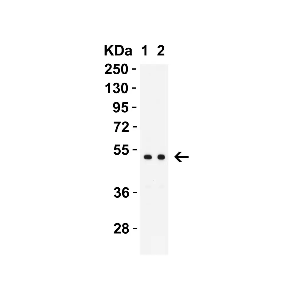 ProSci 9645 MNDA (CT) Antibody, ProSci, 0.1 mg/Unit Primary Image