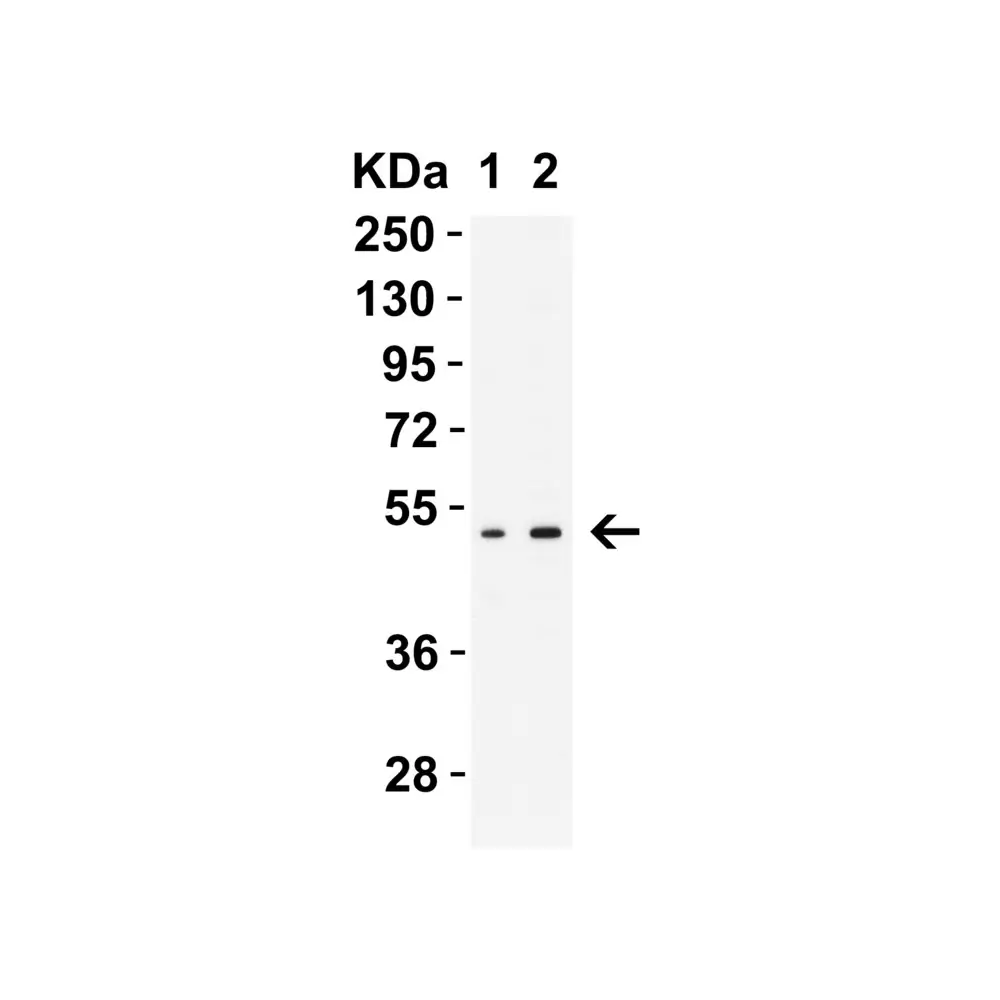 ProSci 9647 MNDA (IN) Antibody, ProSci, 0.1 mg/Unit Primary Image
