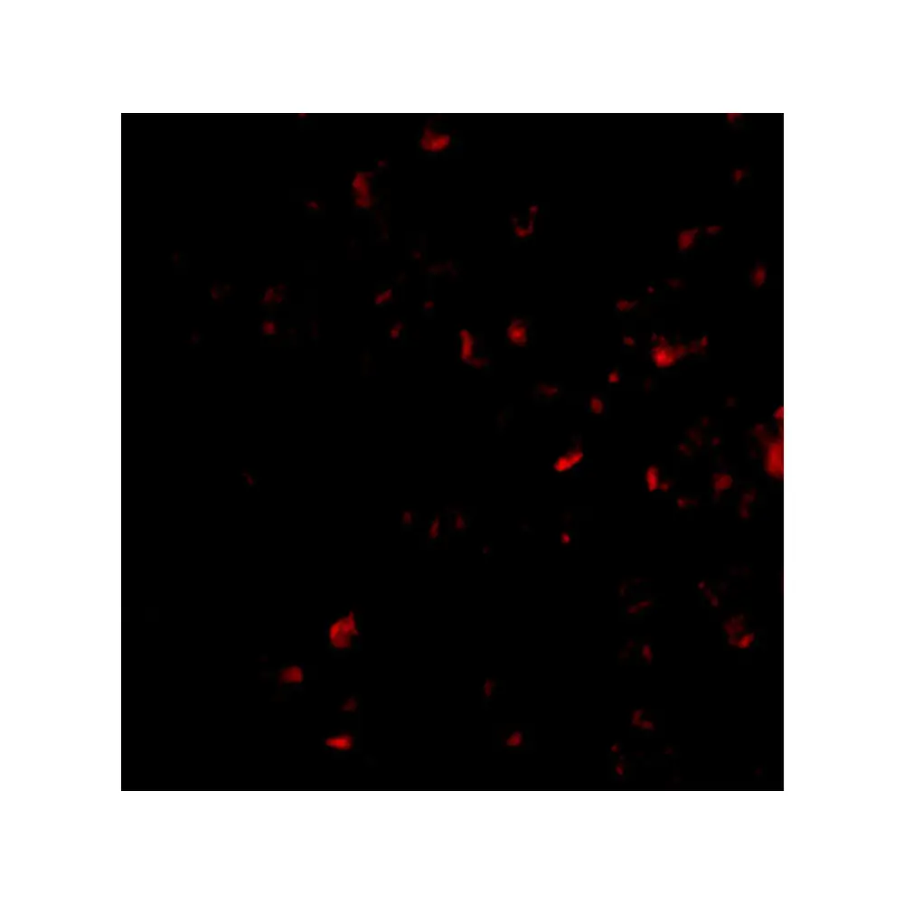 ProSci 4275_S MORF4 Antibody, ProSci, 0.02 mg/Unit Tertiary Image