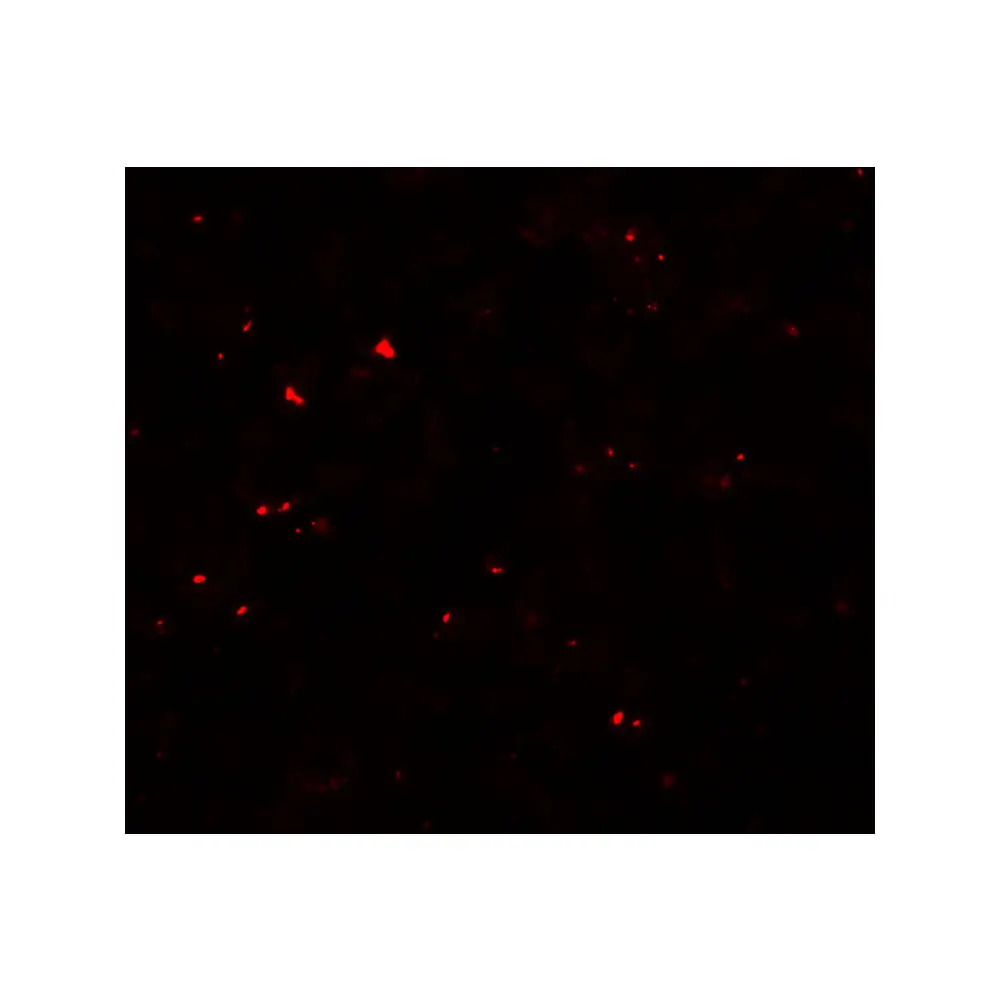ProSci 6309 MSI2 Antibody, ProSci, 0.1 mg/Unit Tertiary Image