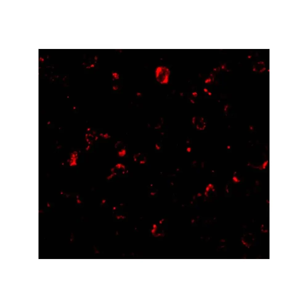 ProSci 2447 MTBP Antibody, ProSci, 0.1 mg/Unit Tertiary Image