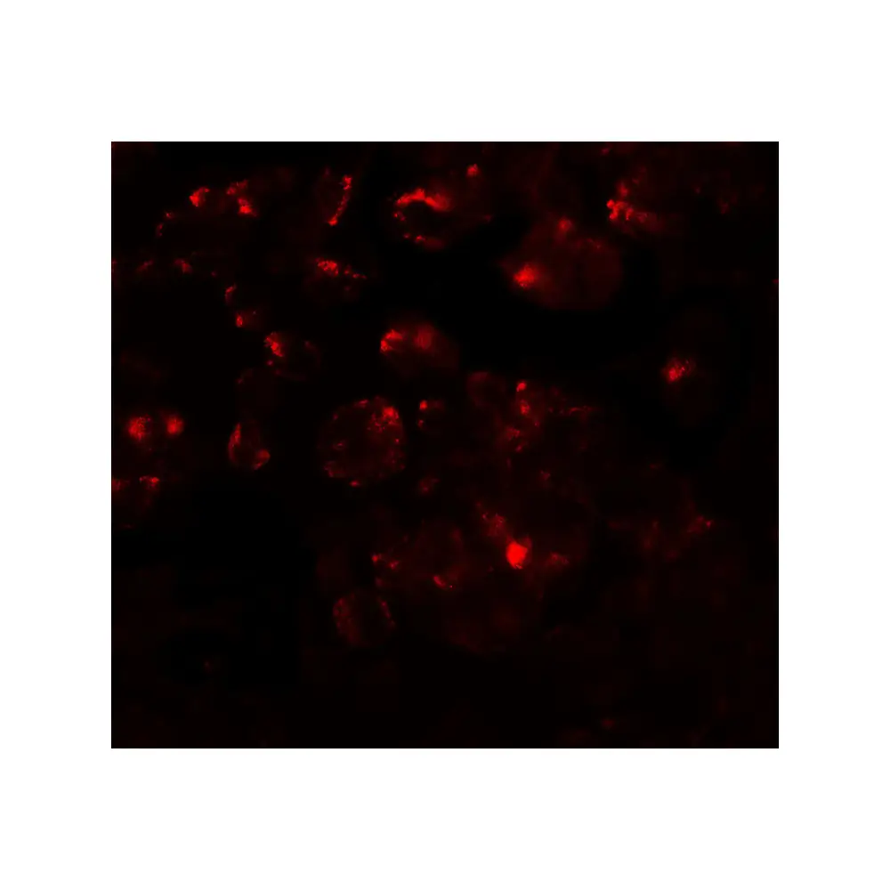 ProSci 7281 MTERFD1 Antibody, ProSci, 0.1 mg/Unit Tertiary Image
