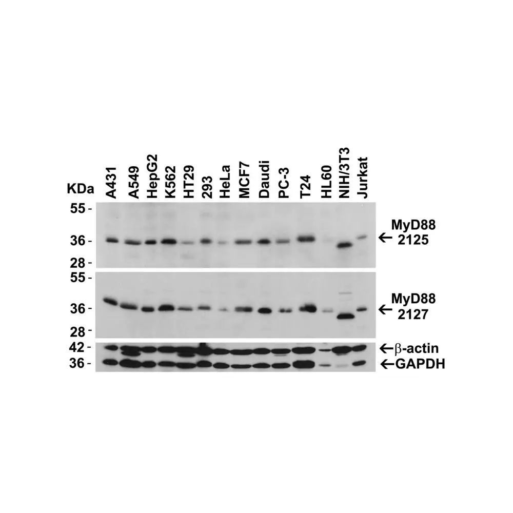ProSci 2127 MYD88 Antibody, ProSci, 0.1 mg/Unit Tertiary Image