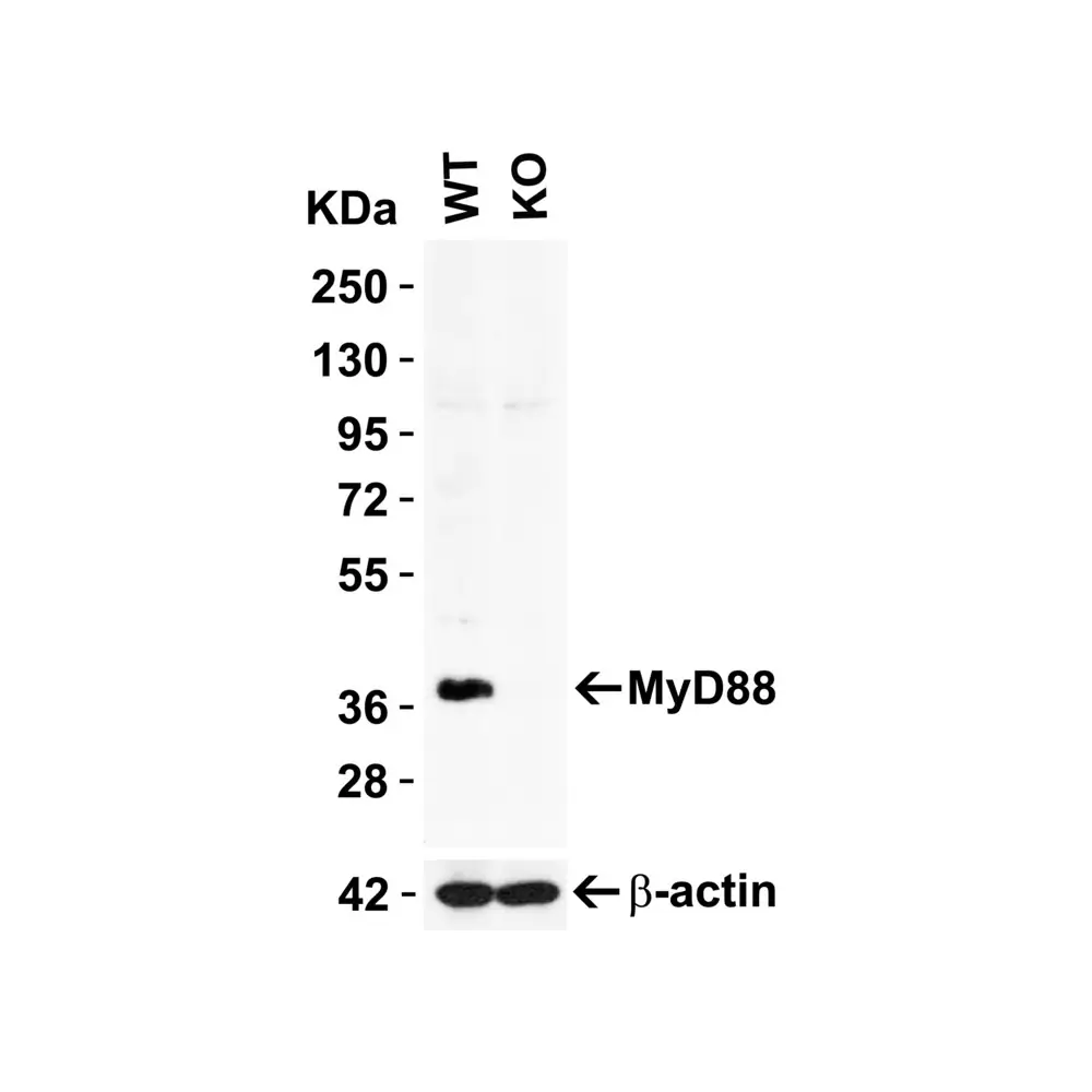 ProSci 2127_S MYD88 Antibody, ProSci, 0.02 mg/Unit Primary Image
