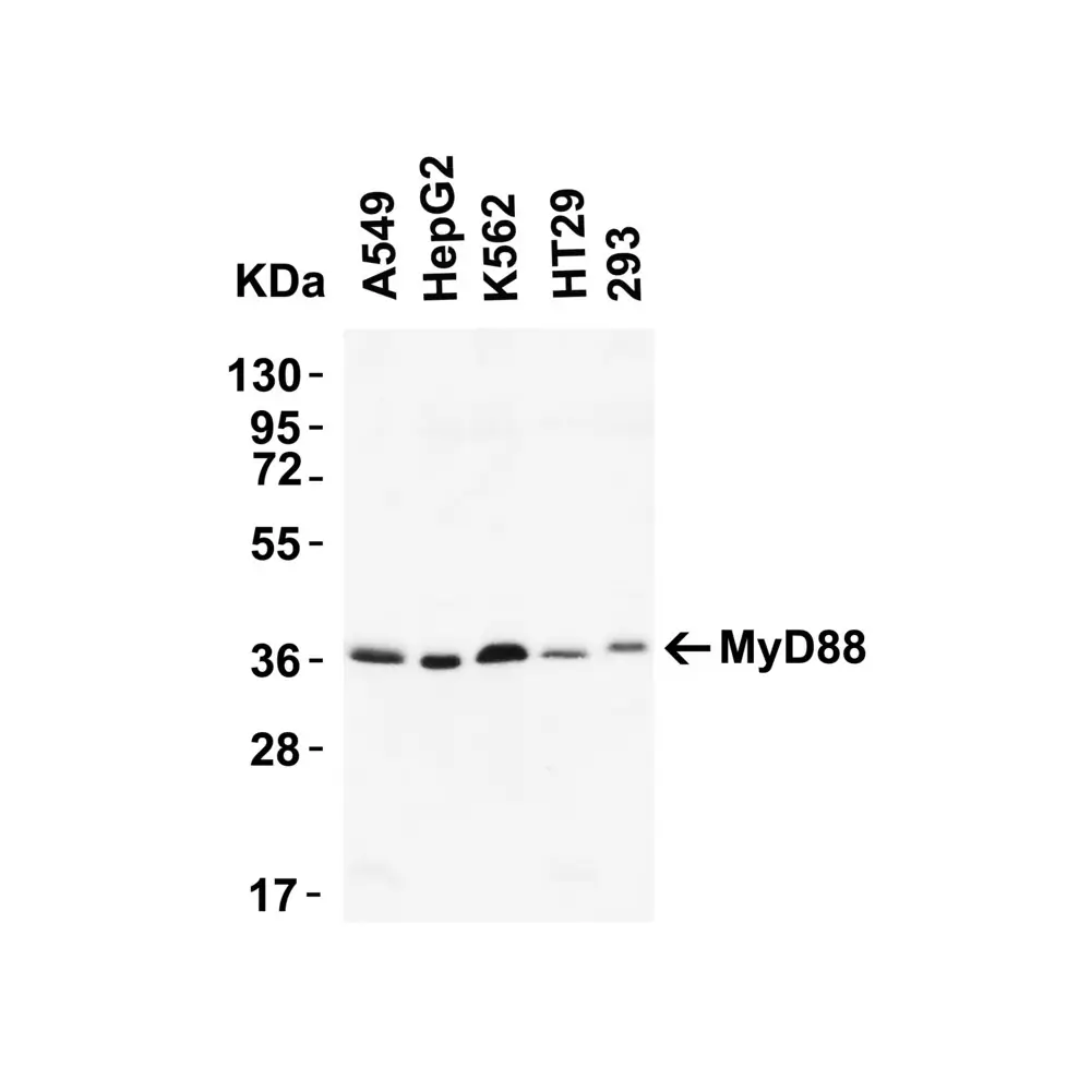 ProSci 2127 MYD88 Antibody, ProSci, 0.1 mg/Unit Secondary Image