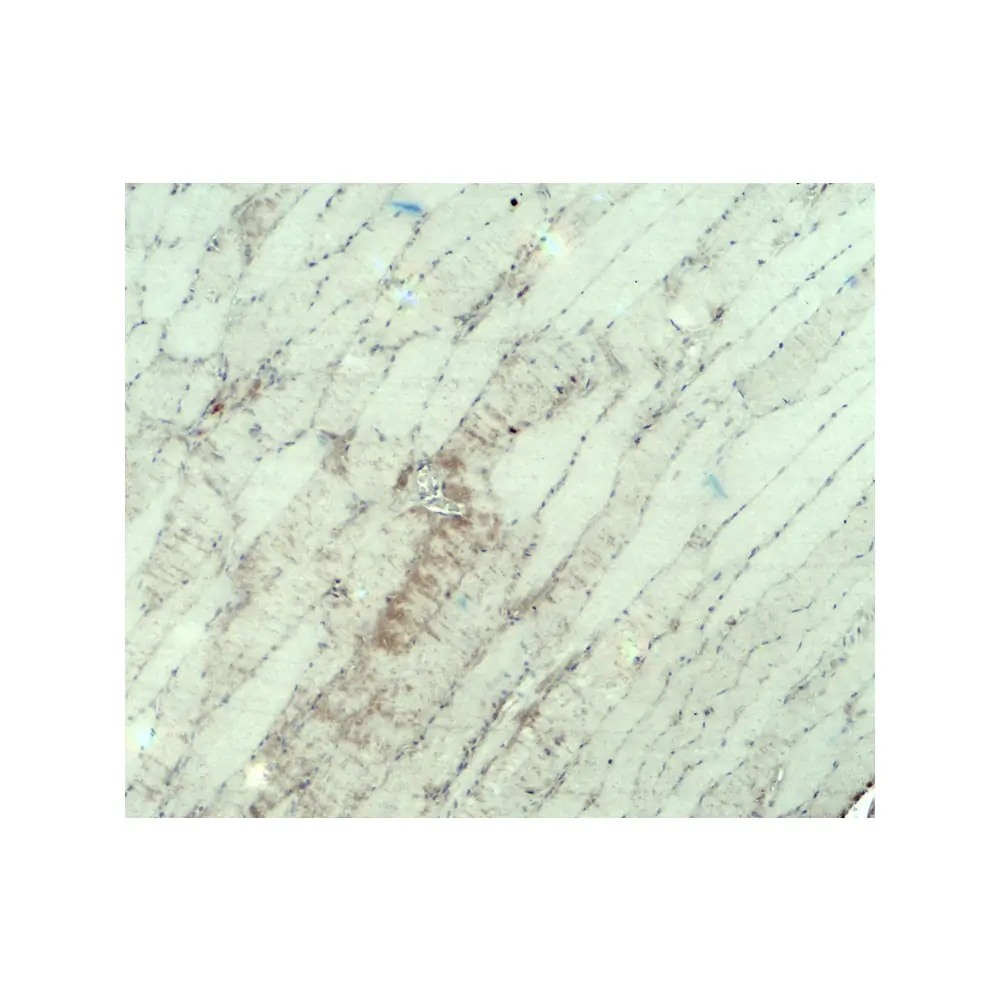 ProSci 8087_S MYH3 Antibody, ProSci, 0.02 mg/Unit Secondary Image