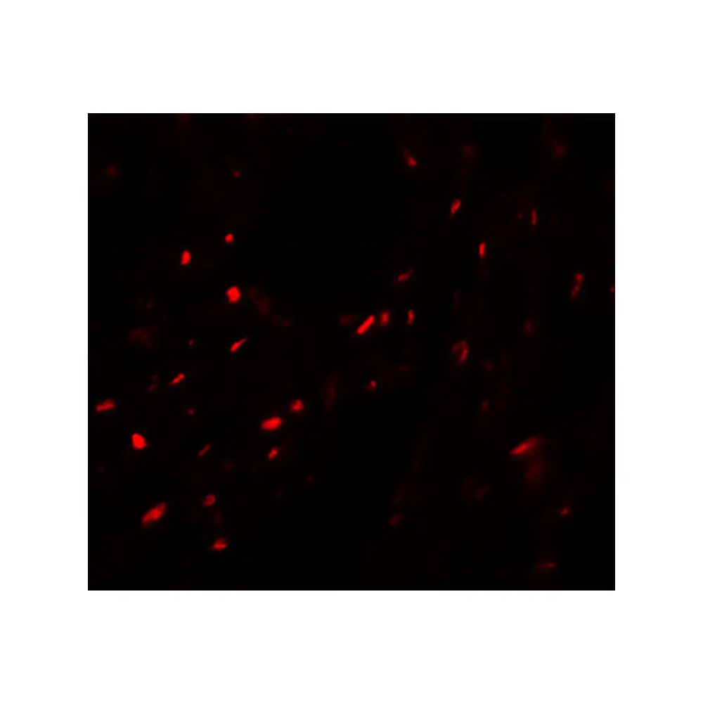ProSci 6223 MYOZAP Antibody, ProSci, 0.1 mg/Unit Tertiary Image