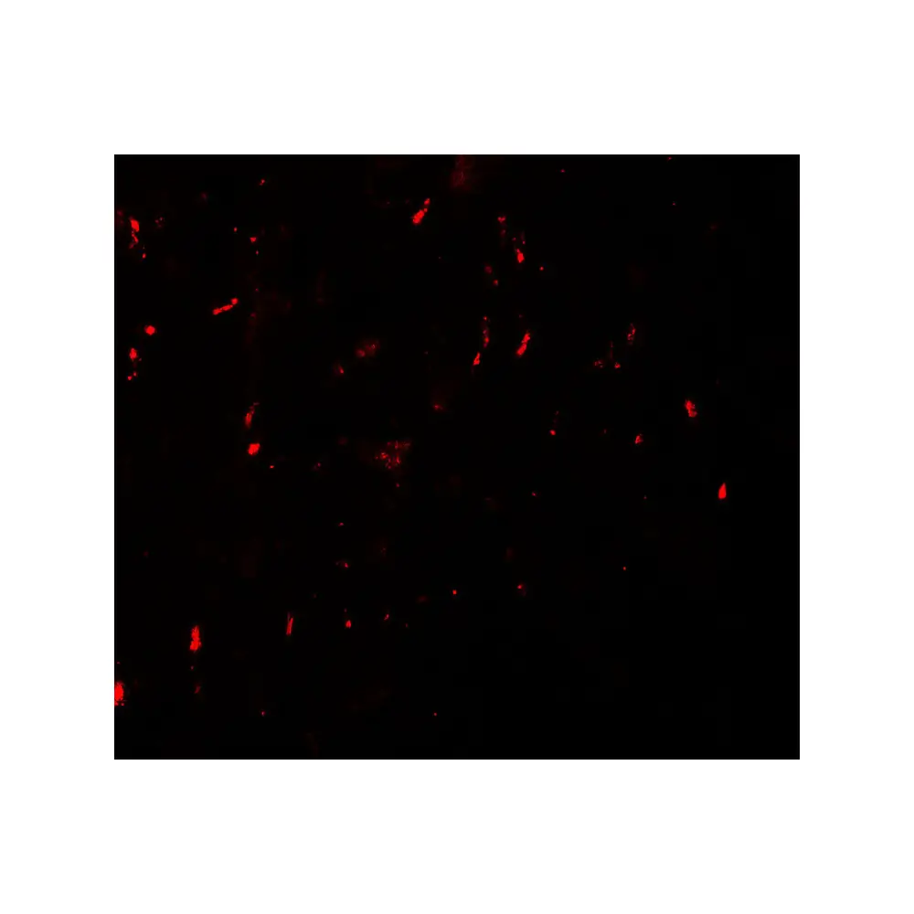 ProSci 7083_S MYT1L Antibody, ProSci, 0.02 mg/Unit Secondary Image