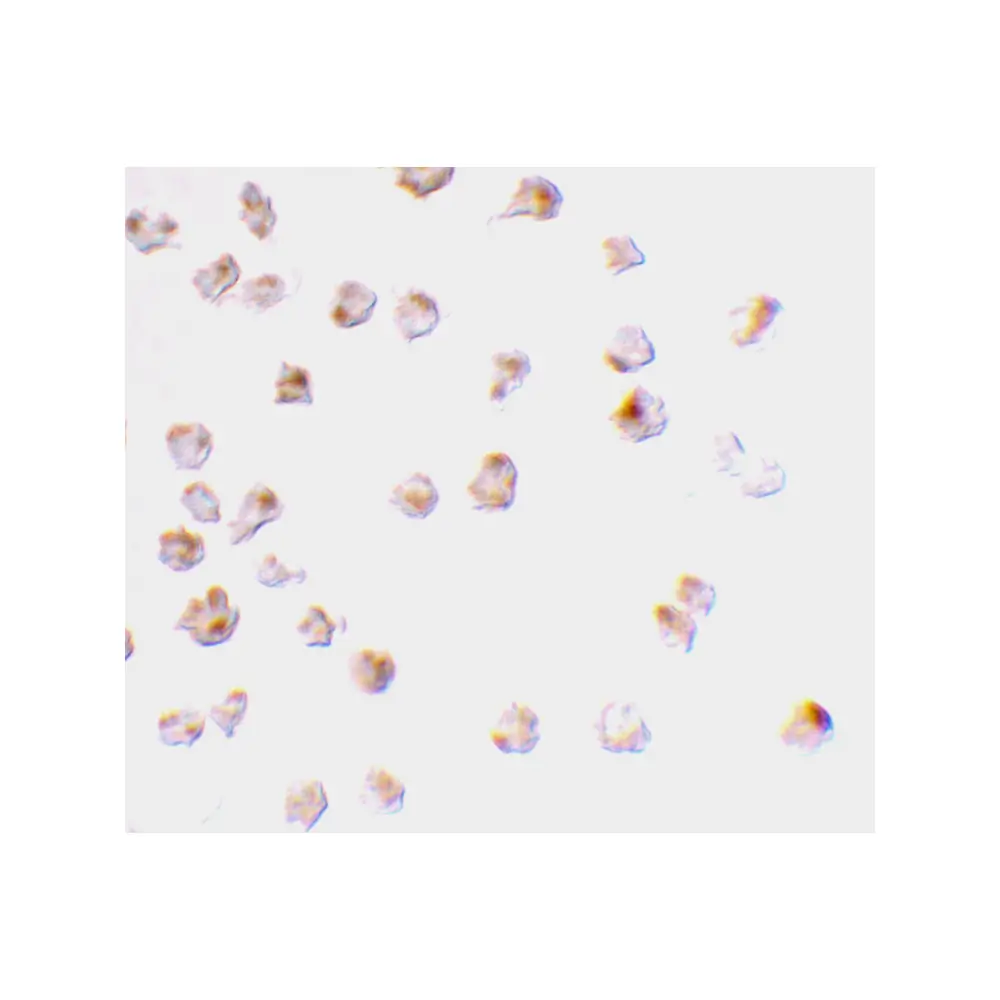 ProSci 3477 Mcl-1 Antibody, ProSci, 0.1 mg/Unit Secondary Image