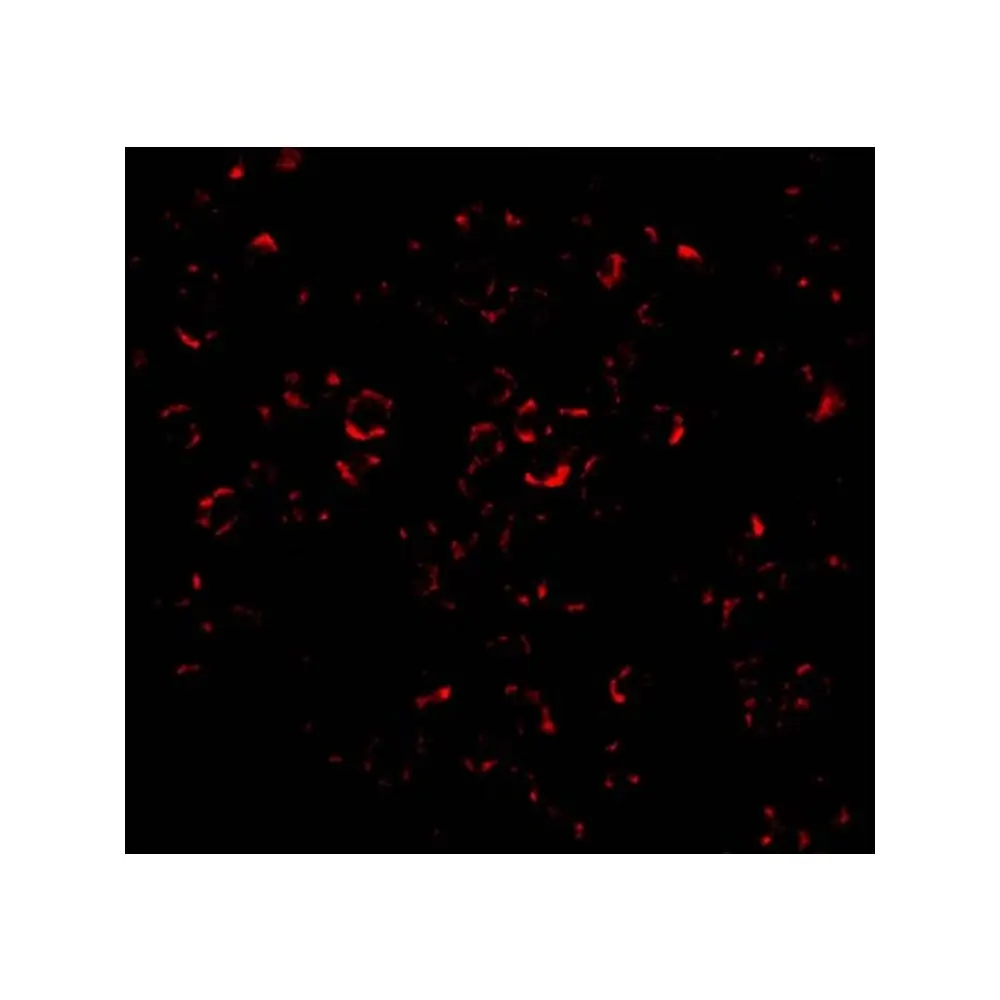 ProSci 3479_S Mcl-1 Antibody, ProSci, 0.02 mg/Unit Tertiary Image
