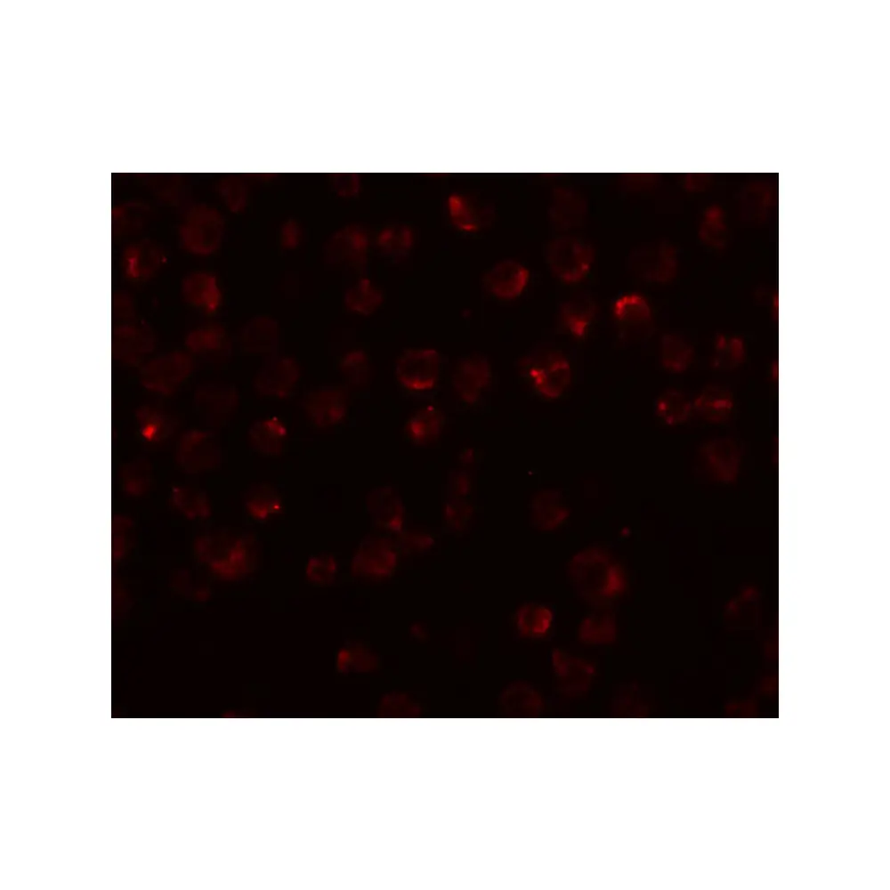 ProSci 5445 Mimitin Antibody, ProSci, 0.1 mg/Unit Secondary Image