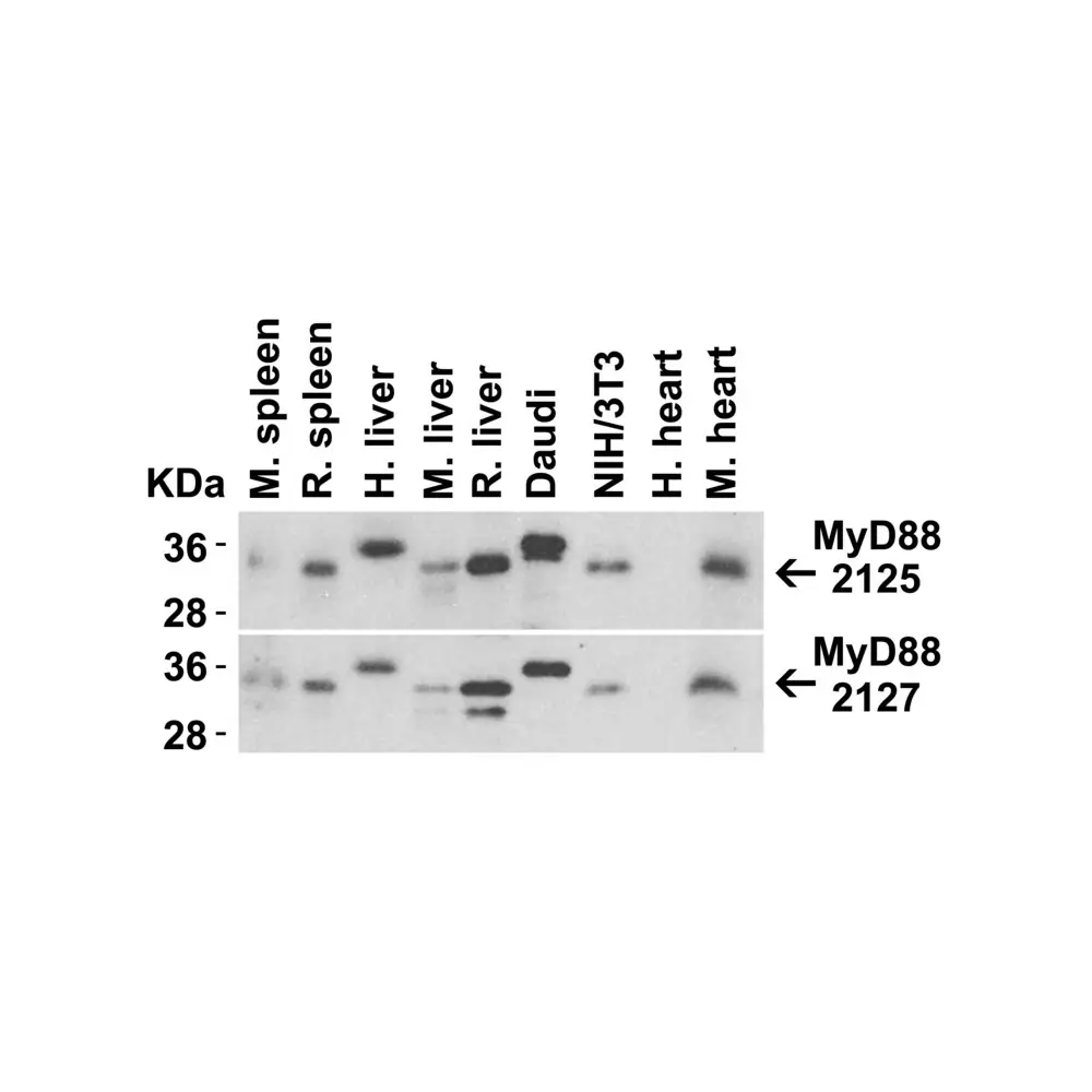 ProSci 2125_S MYD88 Antibody, ProSci, 0.02 mg/Unit Quaternary Image