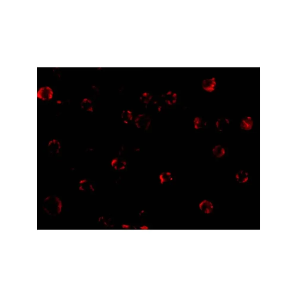 ProSci 3315_S NAIP Antibody, ProSci, 0.02 mg/Unit Tertiary Image