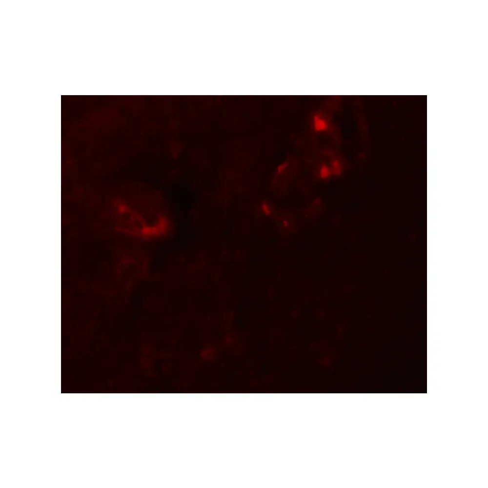 ProSci 5959_S NALP5 Antibody, ProSci, 0.02 mg/Unit Tertiary Image