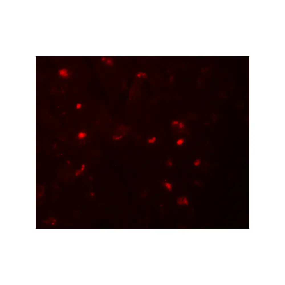 ProSci 5961 NALP6 Antibody, ProSci, 0.1 mg/Unit Primary Image