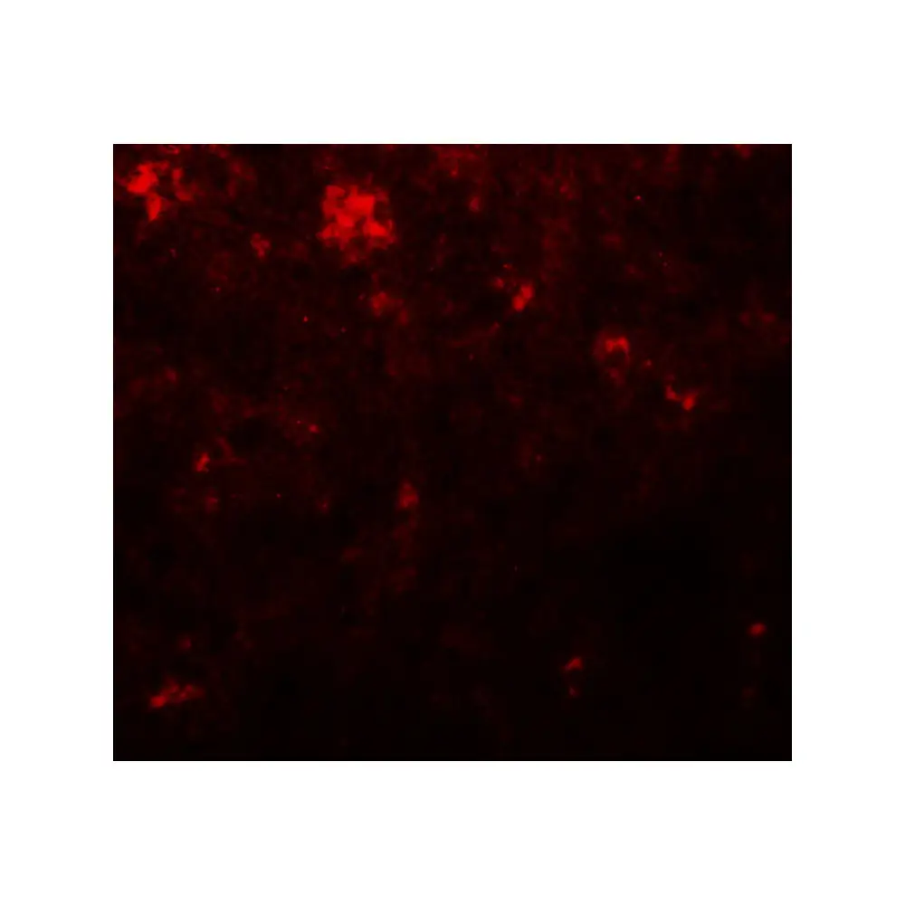 ProSci 5585_S NANOG Antibody, ProSci, 0.02 mg/Unit Tertiary Image