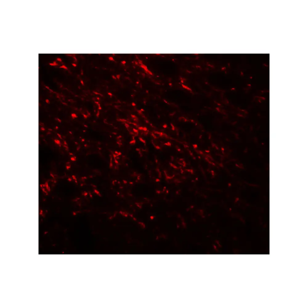 ProSci 8147 NAP1L5 Antibody, ProSci, 0.1 mg/Unit Tertiary Image