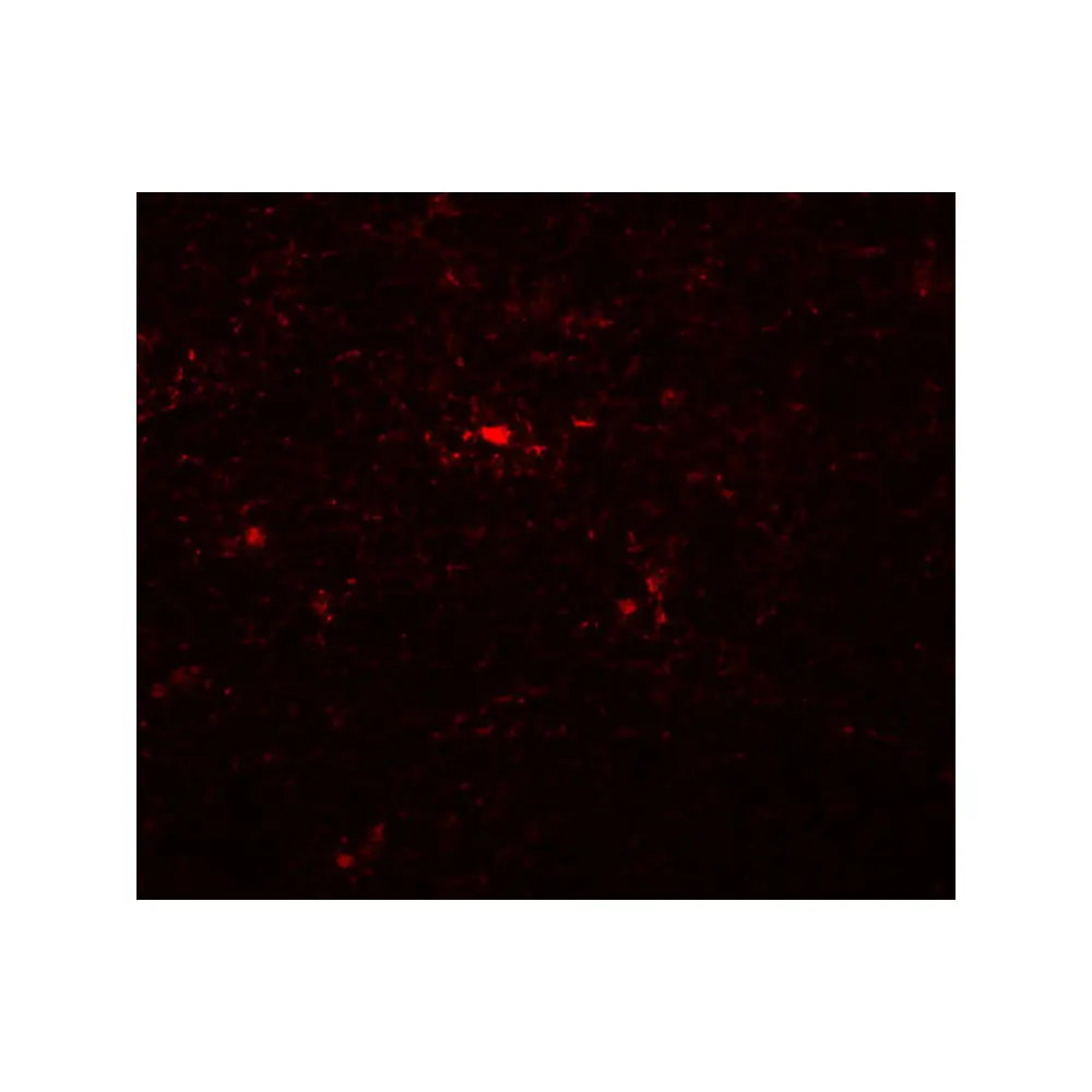 ProSci 5549 NAT11 Antibody, ProSci, 0.1 mg/Unit Tertiary Image