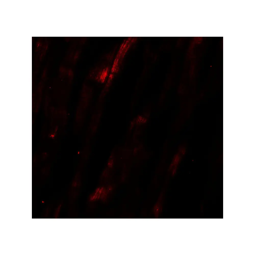 ProSci 6789 NCLN Antibody, ProSci, 0.1 mg/Unit Tertiary Image