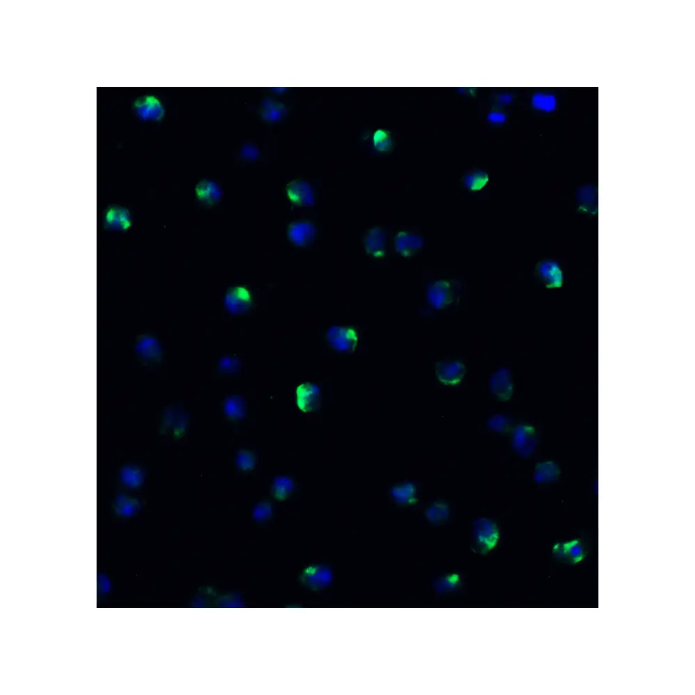 ProSci 9663 NCOA4 (IN) Antibody, ProSci, 0.1 mg/Unit Quaternary Image