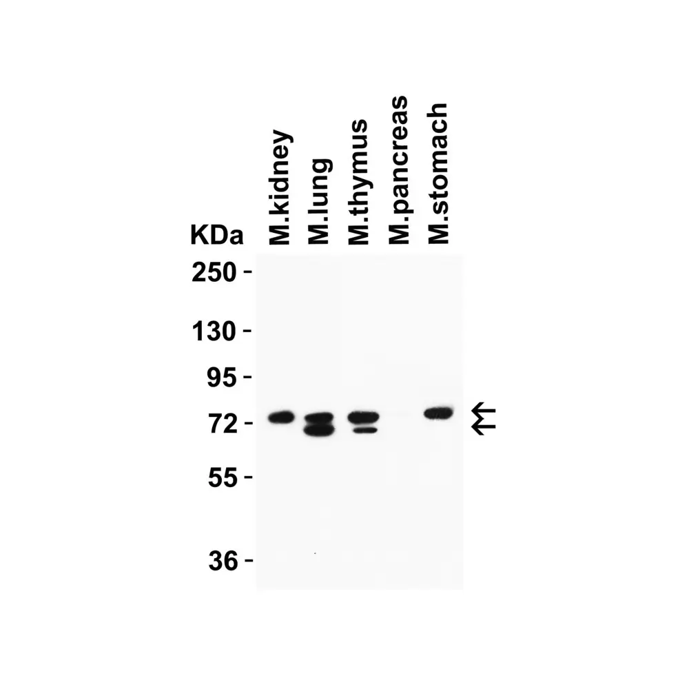 ProSci 9663 NCOA4 (IN) Antibody, ProSci, 0.1 mg/Unit Secondary Image