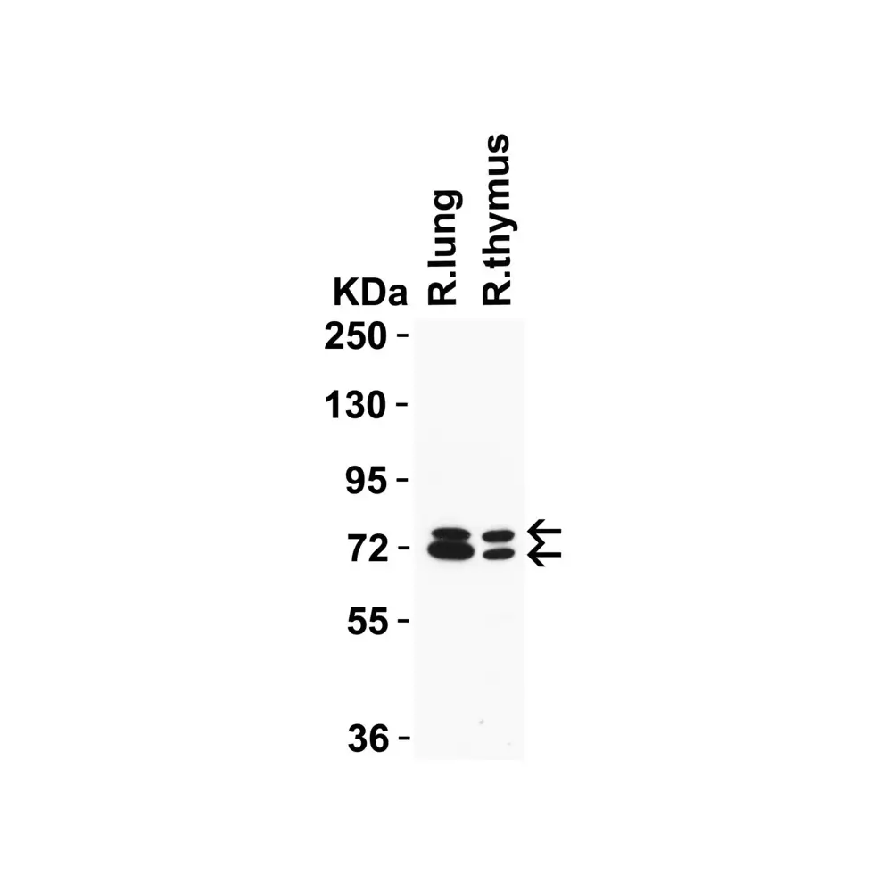ProSci 9663 NCOA4 (IN) Antibody, ProSci, 0.1 mg/Unit Tertiary Image